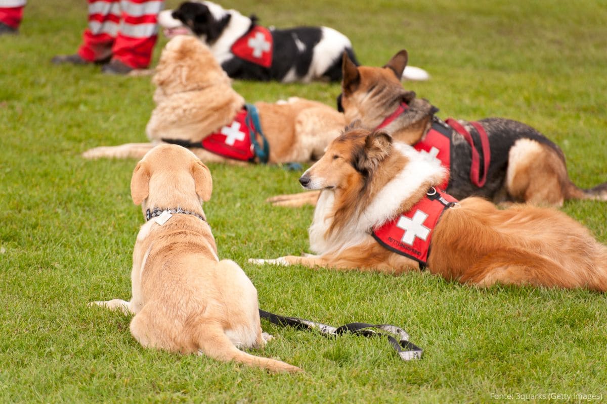 Trabalho dos Pets na Sociedade.