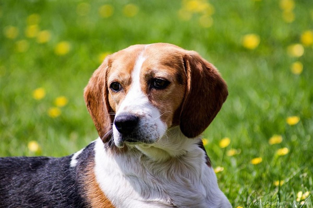 Beagle: Energia e Carinho em Forma de Cão.