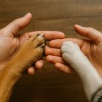 Dia do Amigo: Amizade em Patas.