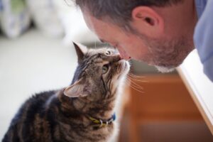 Gato cheirando seu dono.