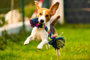 Beagle correndo com brinquedo na boca.