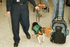Beagle farejando bagagem de um passageiro.