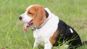 Beagle obeso sentado na grama.