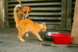 Cachorro e gato de rua perto de recipiente com comida.