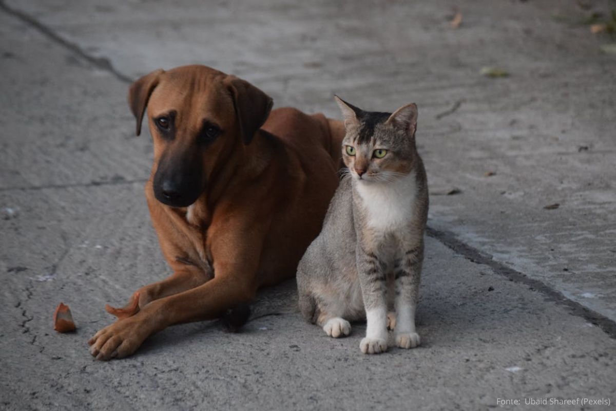 Dia do Vira-lata: Amor Sem Raça Definida.
