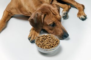Cachorro triste deitado ao lado de uma tigela de ração.