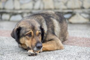 Pet com dor: Cachorro triste deitado no chão.