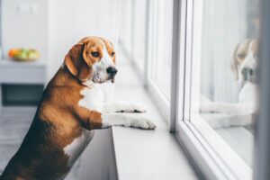 Cachorro triste sozinho em casa, olhando pela janela.