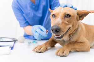 Cachorro vira-lata com veterinário.