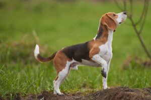 Cão da raça Beagle.