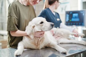 Cão doente na clínica veterinária, sendo examinado.