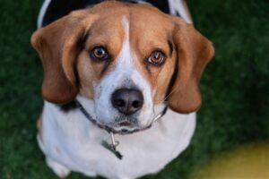 Close-up de um cão da raça Beagle.