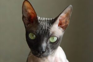 Close-up gato Sphynx.