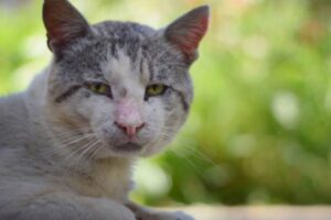 Zoonoses: Esporotricose em gatos.