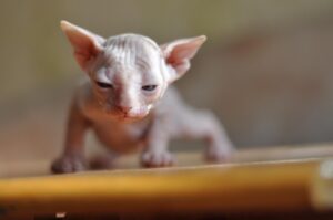 Filhote de gato Sphynx.