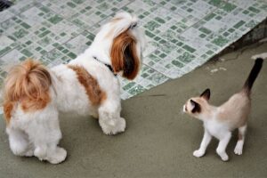 Filhote de gato siamês olhando um cão Shih Tzu.