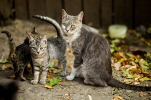 Gata de rua com filhotes.