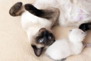 Gata siamês deitada com filhote.