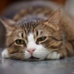 Pet Com Dor? Saiba Identificar os Sinais!