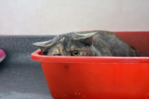 Gato com medo dentro da caixa.