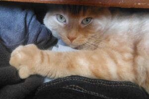 Gatos e Lugares Apertados: Gato deitado dentro da gaveta.
