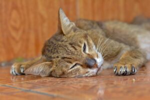 Pet com dor: Gato doente dormindo no chão.