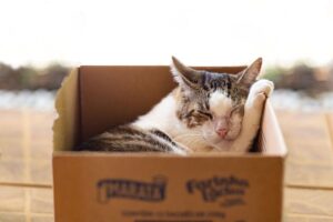 Gato dormindo na caixa de papelão.