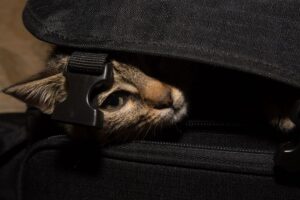 Gato escondido na bolsa.
