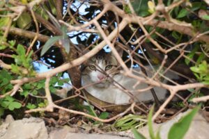 Gato escondido em arbusto.