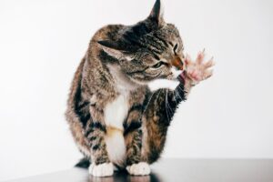 Gato sentado lambendo a pata.
