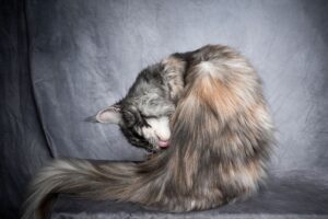 Gato lambendo seu pelo.