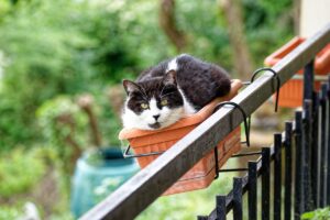 Gato deitado no vaso de planta pendurado.