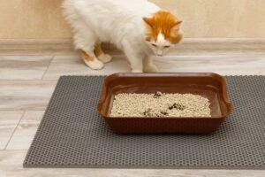 Gato parado perto da sua caixa de areia.