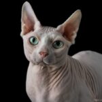 Gato Sphynx: Exótico e Afetuoso.