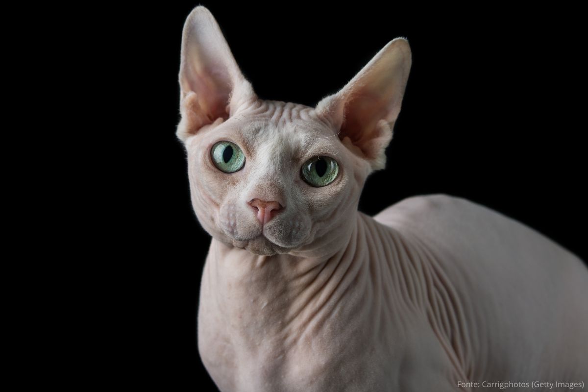 Gato Sphynx: Exótico e Afetuoso.