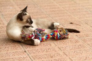 Gato siamês brincado com corda colorida.