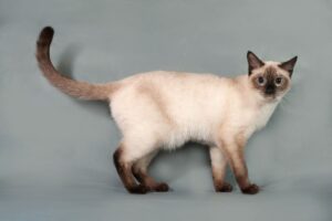 Gato siamês em pé.