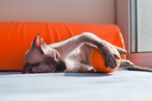 Gato Sphynx deitado, brincando com bola.