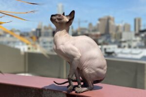 Gato da raça Sphynx tomando sol.
