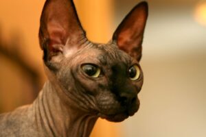 Gato Sphynx marrom.