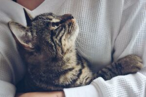 Gato vira-lata nos braços de uma mulher, olhando para ela.