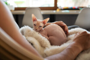Homem com gato Sphynx no colo.