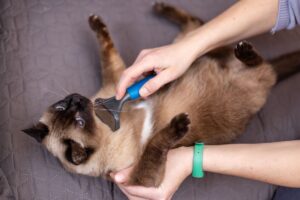 Mulher escovando pelo do gato siamês.