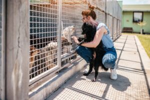 Voluntária brincando com cães em um abrigo.