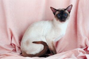 Gato siamês posando com cenário rosa.