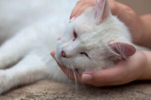 Mão segurando a cabeça de um gato doente.