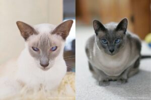 Montagem de gatos siameses lilacl point e blue point.