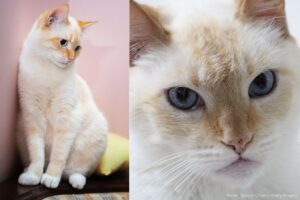 Montagem de gatos siameses red point.