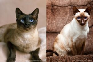 Montagem de gatos siameses seal point e chocolate point.