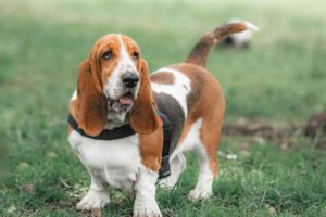Cachorro da raça Basset Hound.